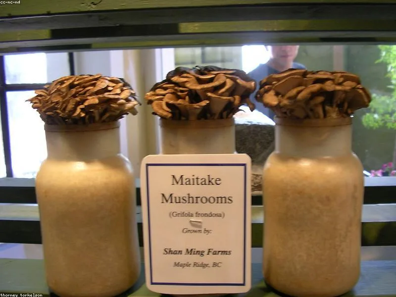 Maitake Mushroom