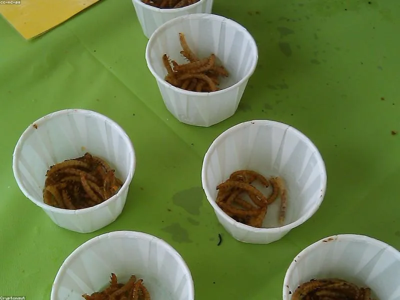 Mealworms