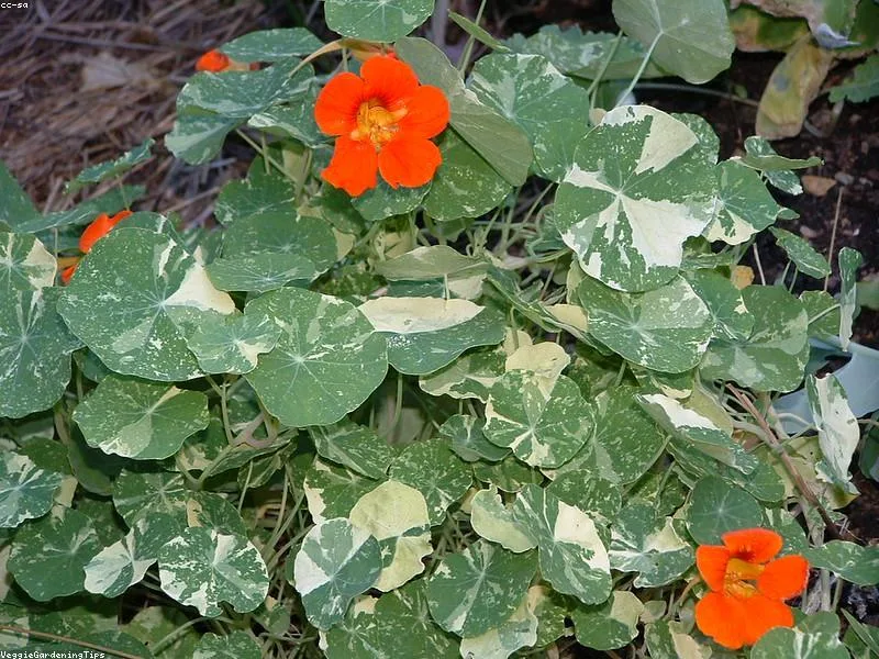 Nasturtium Leaves