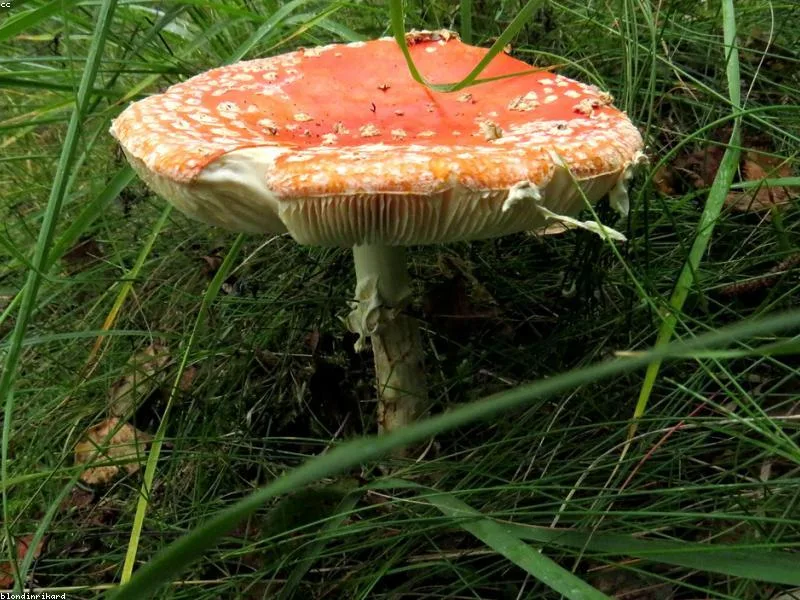 Poisonous Amanita