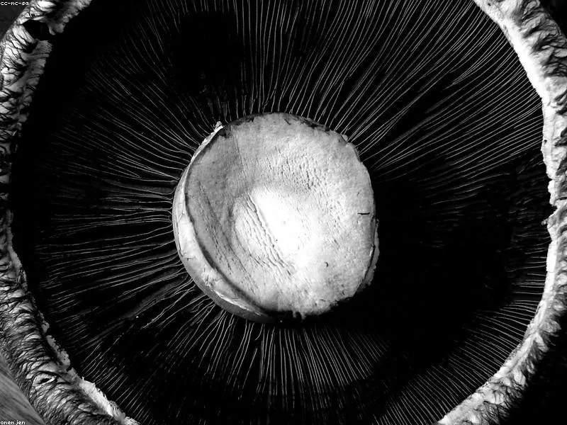 Portobello Mushroom