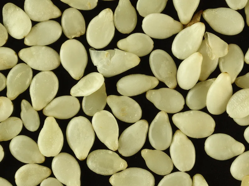 Sesame Seeds