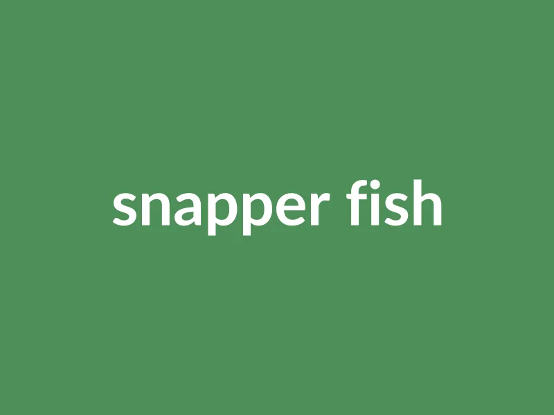 Snapper