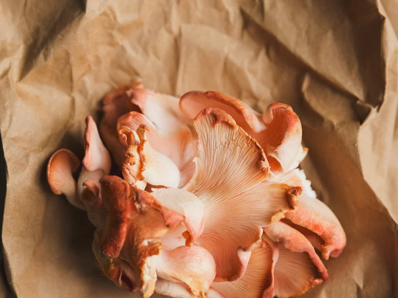 Wood Ear Mushroom